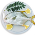 Golden Promfet Whole Fish