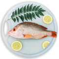 Red Snapper Whole Fish