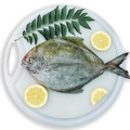 Black Promfet Whole Fish