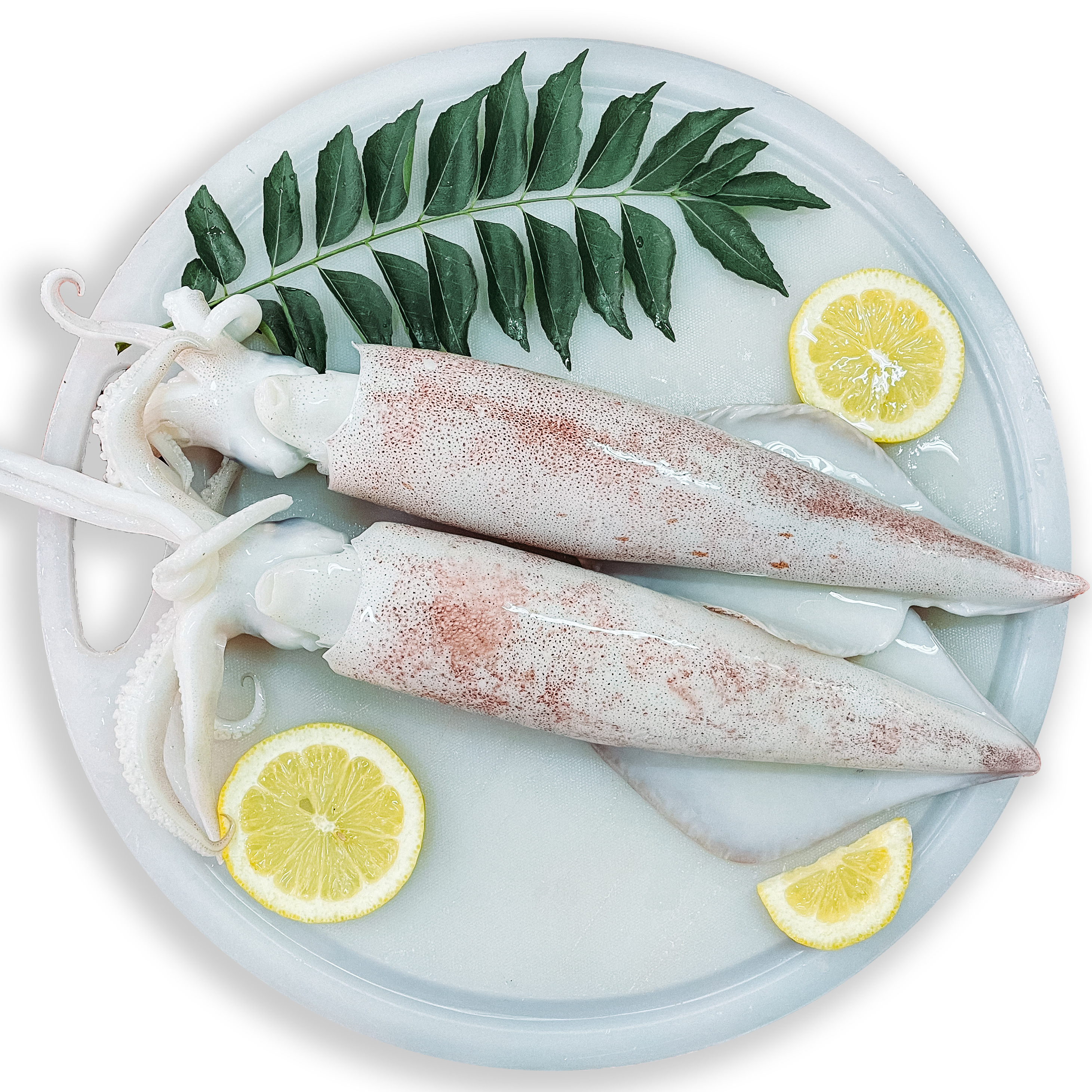 Fresh Squid (Malaysia)